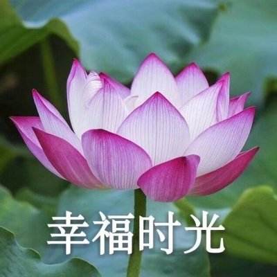 乱舞三国手机版果盘版下载